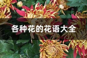 花语大全 各种花的花语大全-资源网