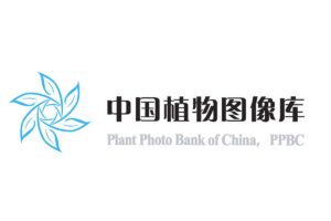 最大的植物分类图片库-PPBC中国植物图像库-资源网